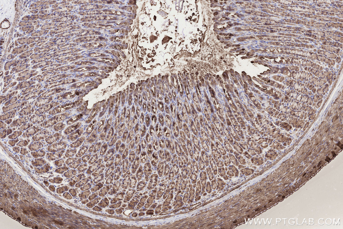 IHC staining of rat stomach using 85096-1-RR IHC staining of rat stomach using 85096-1-RR