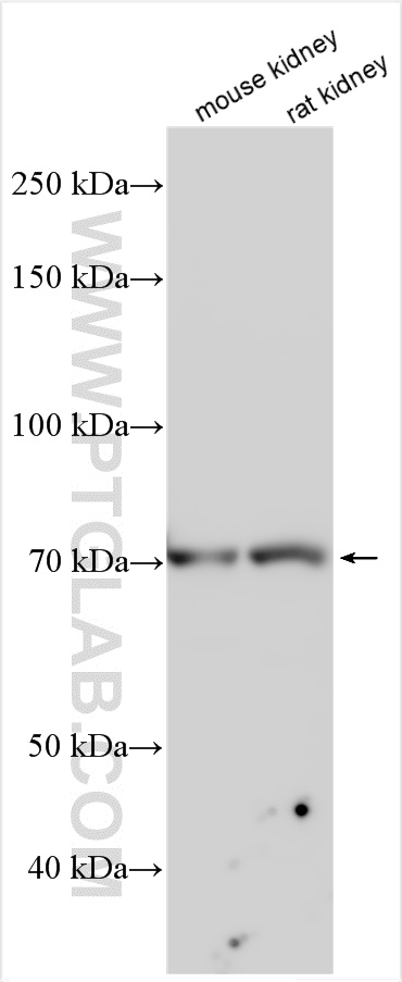 WB analysis using 31543-1-AP