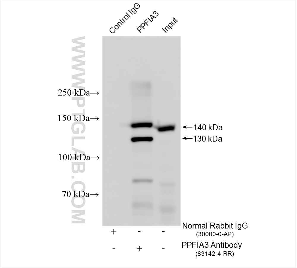 IP experiment of mouse brain using 83142-4-RR
