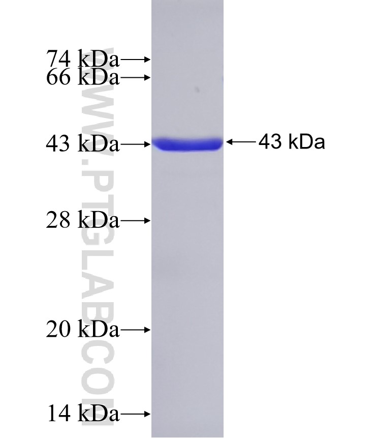 CYPA fusion protein Ag1120 SDS-PAGE