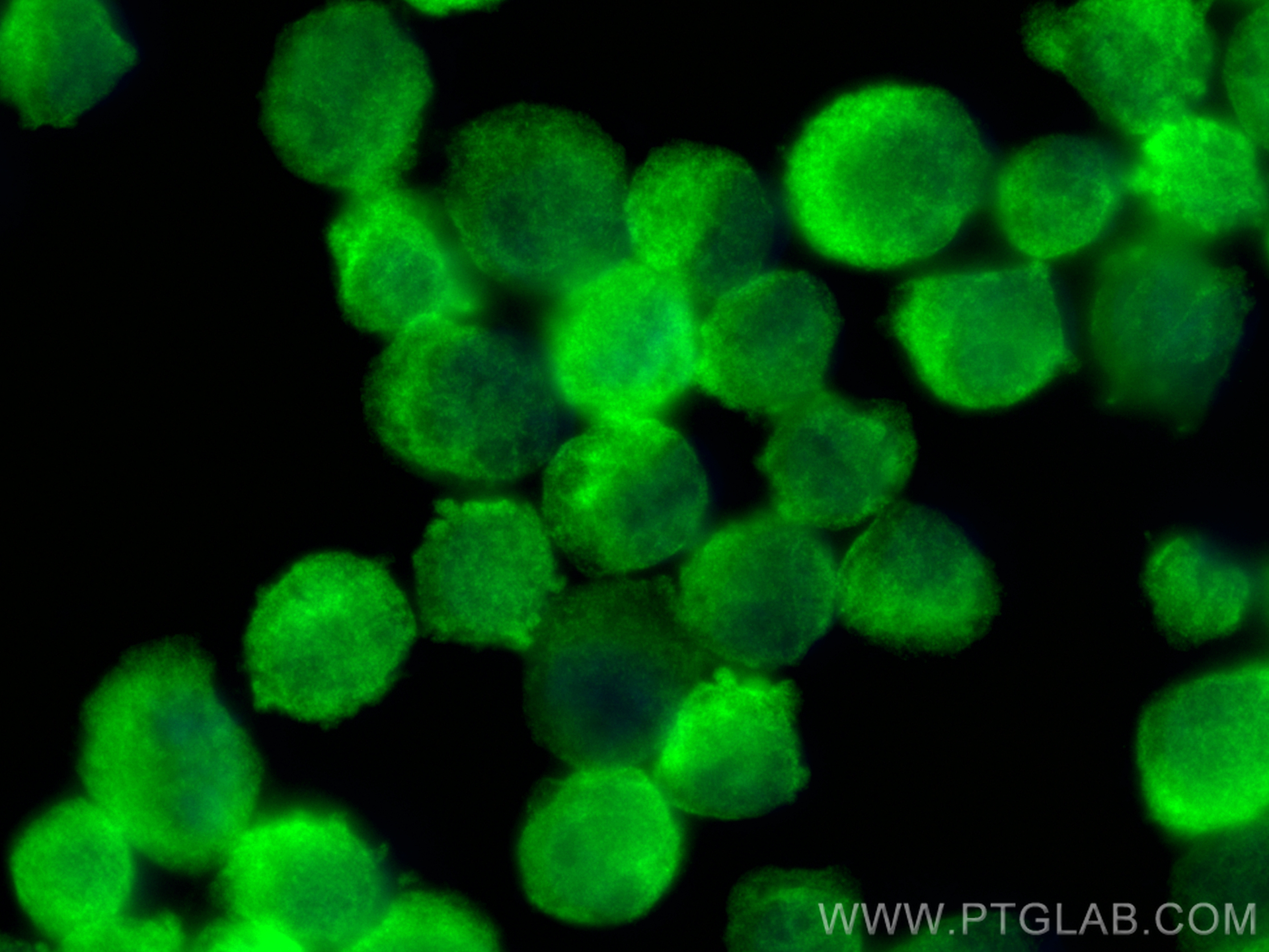 IF Staining of K-562 using 12716-1-AP