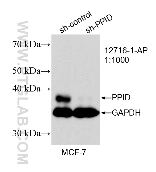 WB analysis of MCF-7 using 12716-1-AP WB analysis of MCF-7 using 12716-1-AP