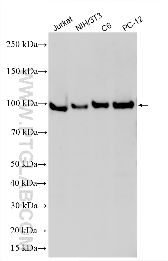 WB analysis using 12985-1-AP (same clone as 12985-1-PBS)