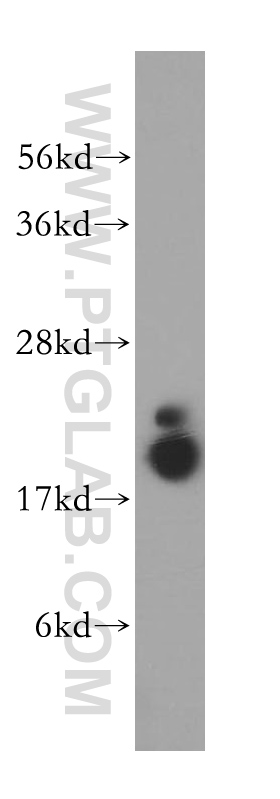 WB analysis of NIH/3T3 using 15144-1-AP