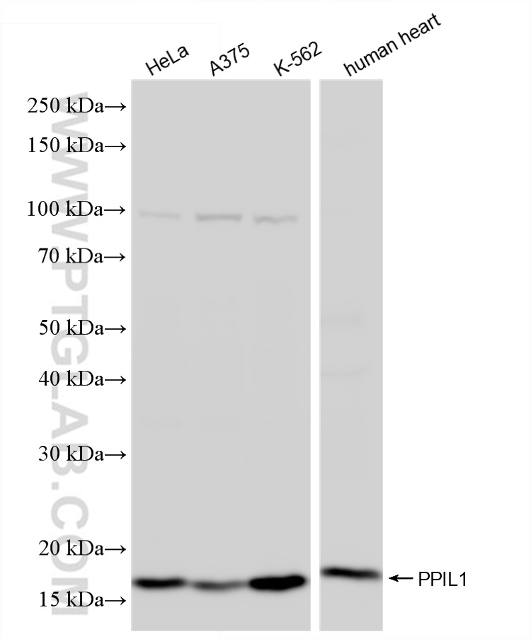 WB analysis using 86312-1-RR