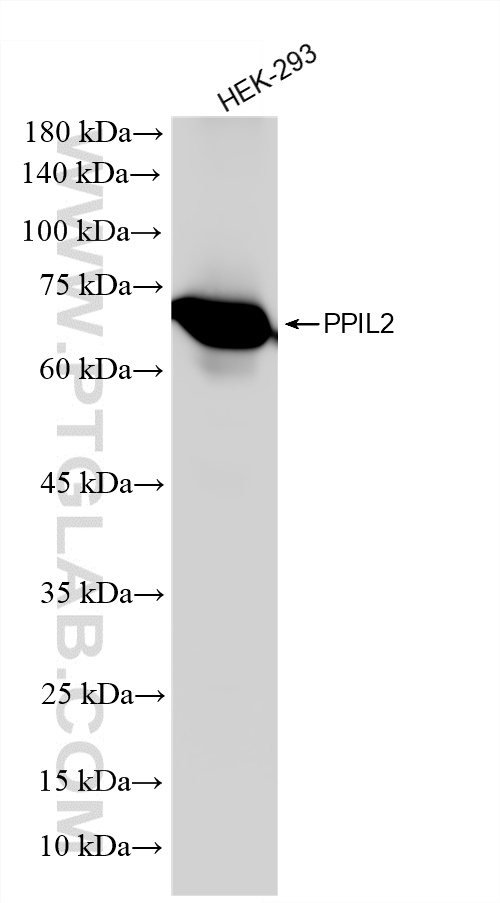 WB analysis of HEK-293 using 87496-1-RR (same clone as 87496-1-PBS)