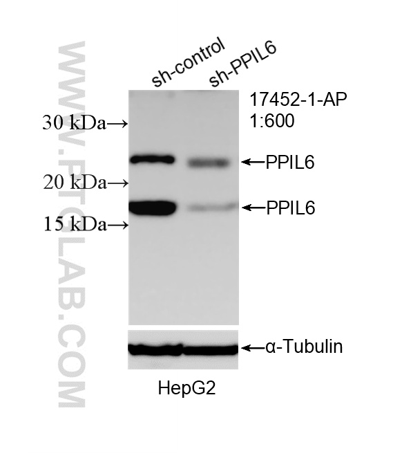 WB analysis of HepG2 using 17452-1-AP WB analysis of HepG2 using 17452-1-AP