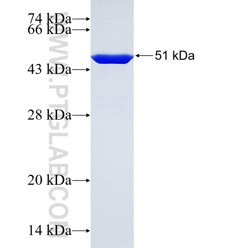 PPL fusion protein Ag34952 SDS-PAGE