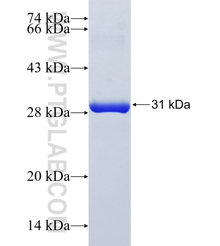 PPL fusion protein Ag34978 SDS-PAGE PPL fusion protein Ag34978 SDS-PAGE