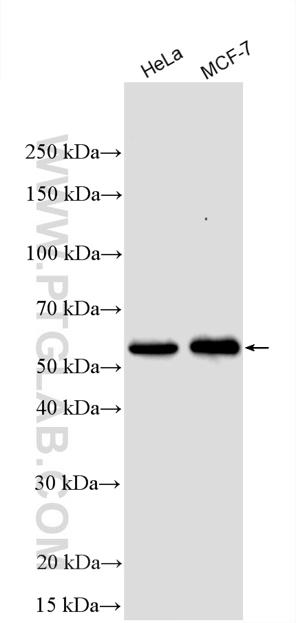WB analysis using 13193-1-AP