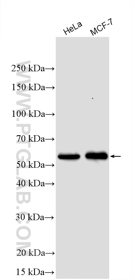 WB analysis using 13193-1-AP