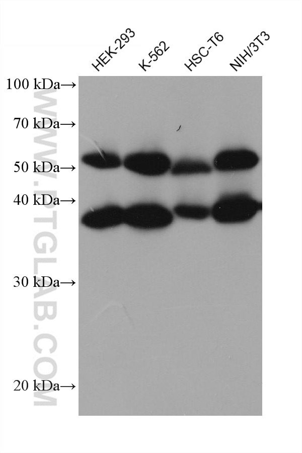 WB analysis using 67647-1-Ig