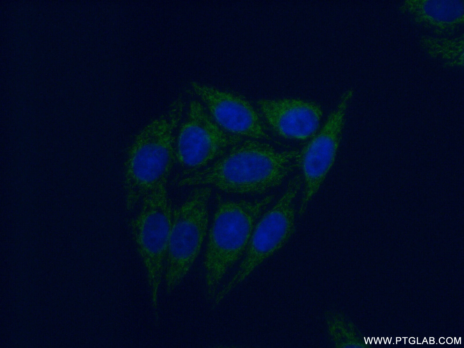 IF Staining of HepG2 using 17020-1-AP