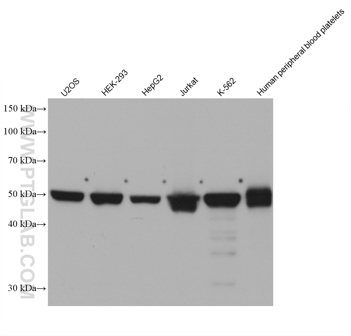 WB analysis using 68626-1-Ig (same clone as 68626-1-PBS)