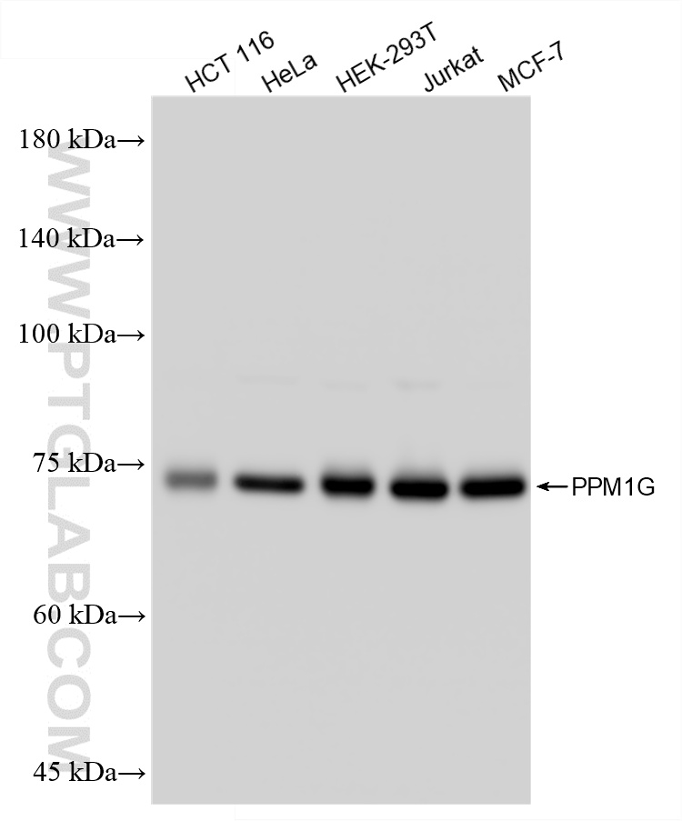 WB analysis using 87250-3-RR (same clone as 87250-3-PBS)