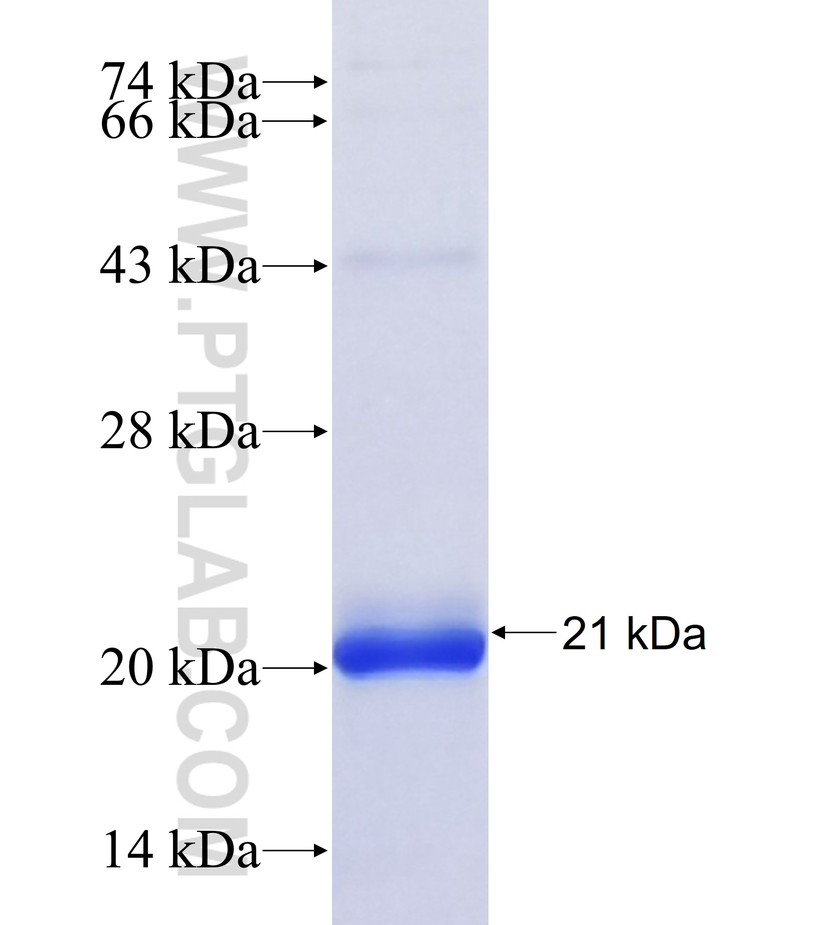 PPM1H fusion protein Ag40310 SDS-PAGE