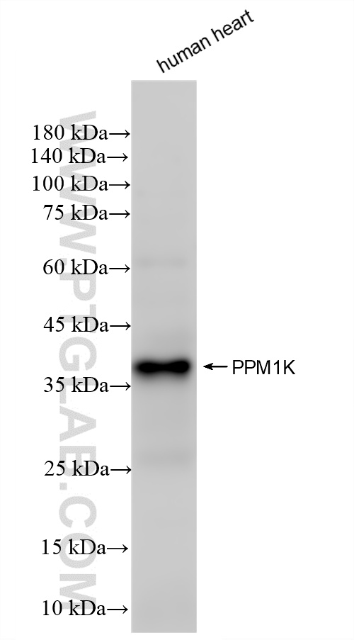 WB analysis of human heart using 87805-1-RR (same clone as 87805-1-PBS)