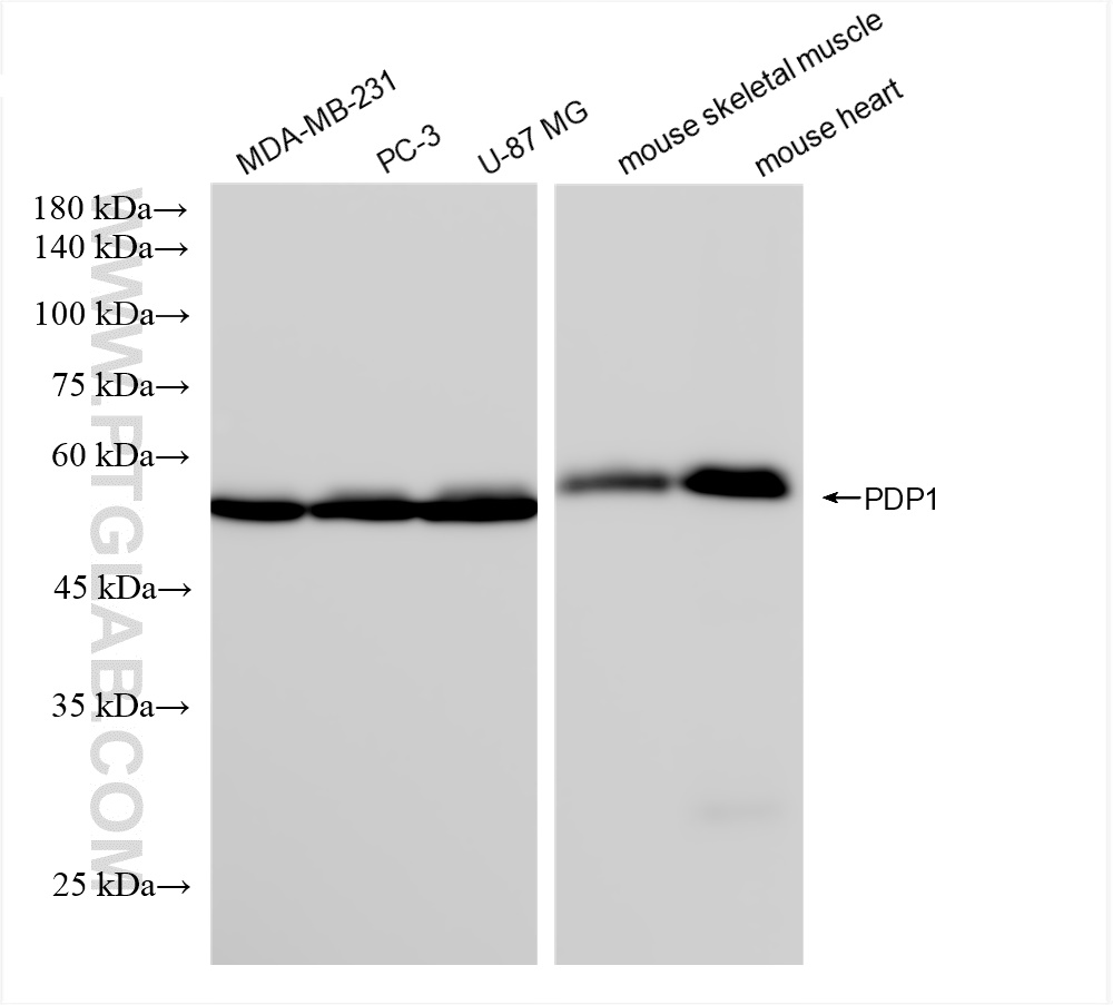 WB analysis using 84612-3-RR (same clone as 84612-3-PBS)