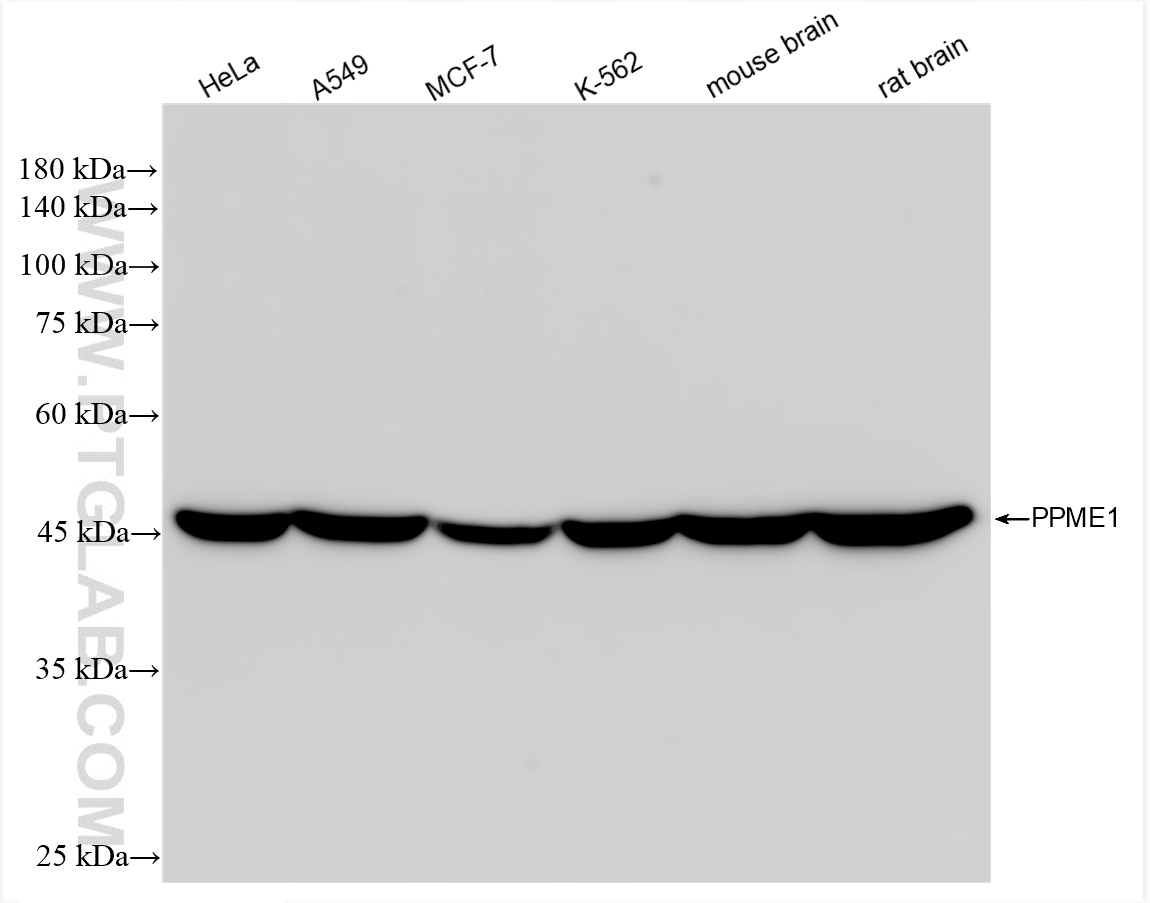 WB analysis using 85221-5-RR