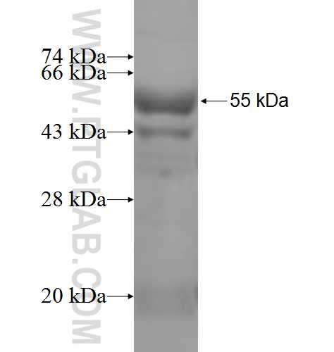 PPOX fusion protein Ag6483 SDS-PAGE PPOX fusion protein Ag6483 SDS-PAGE