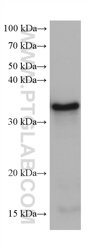 WB analysis of zebrafish using 67070-1-Ig