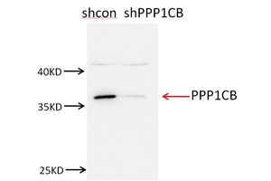 WB analysis of NIH/3T3 using 10140-2-AP