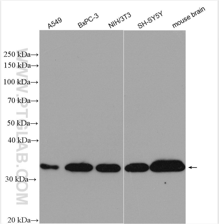 WB analysis using 55136-1-AP