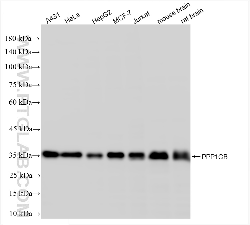 WB analysis using 84938-5-RR