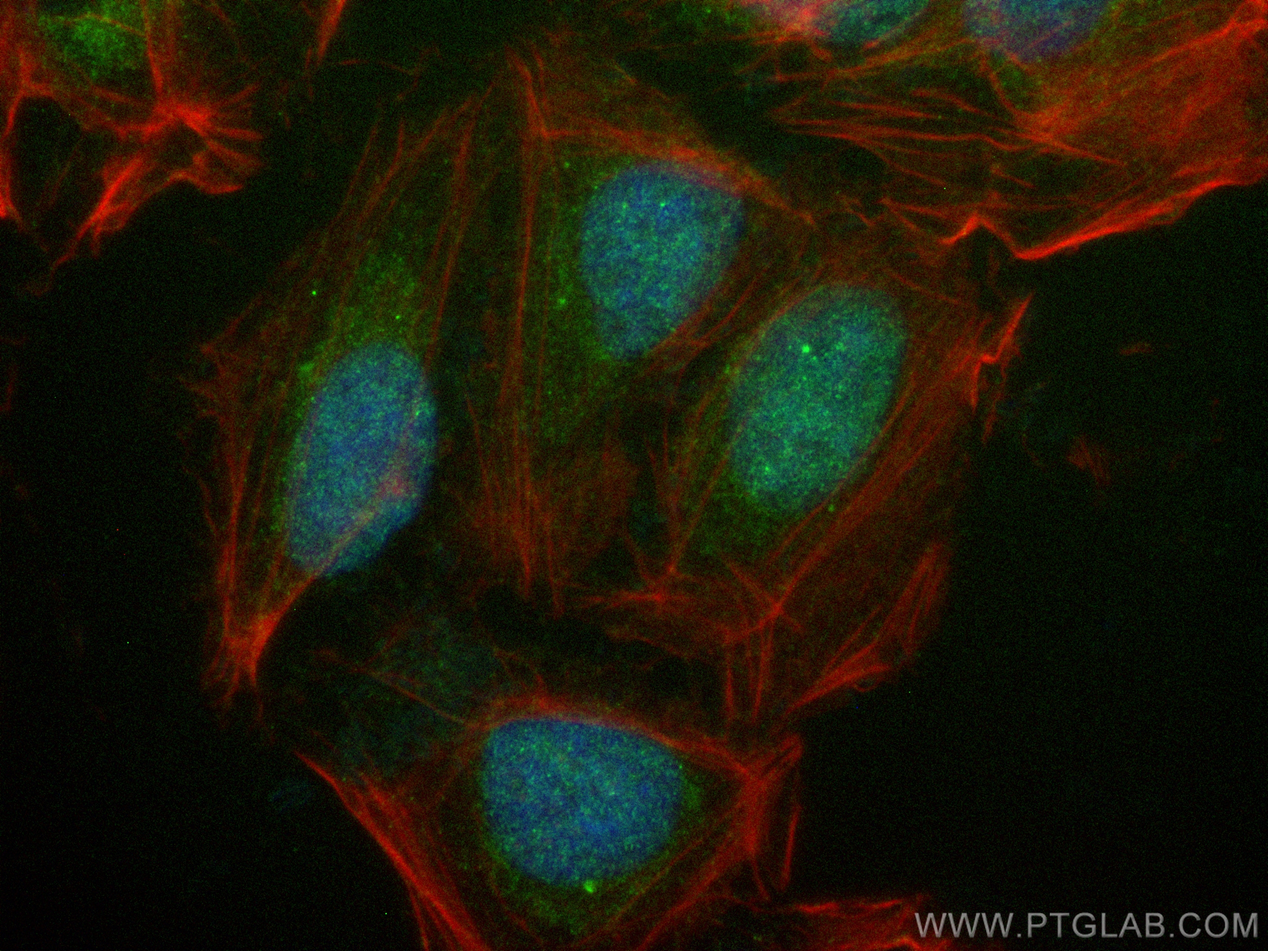 IF Staining of U2OS using CL488-55136