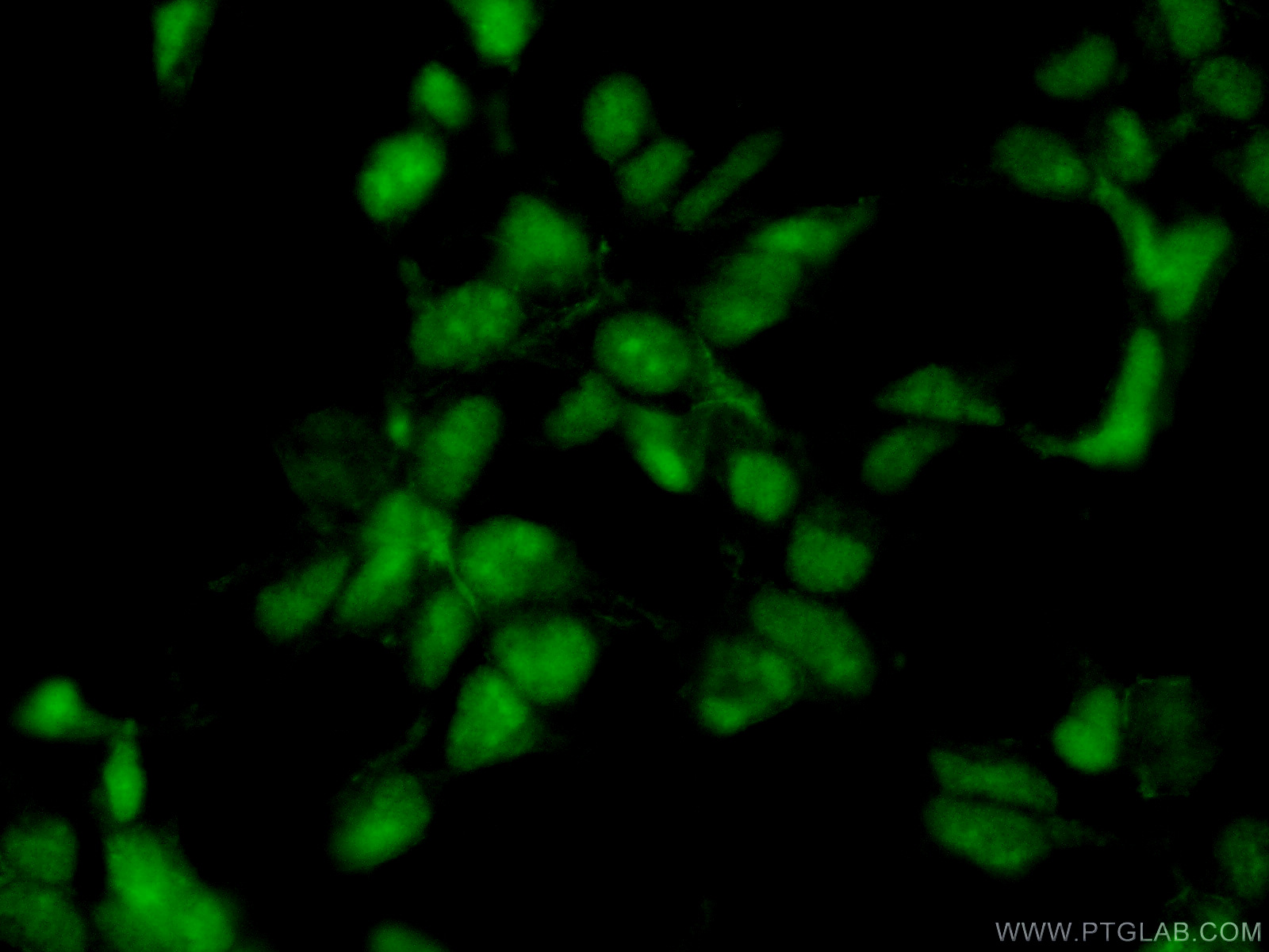 IF Staining of HEK-293 using 11082-1-AP