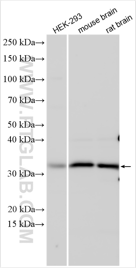 WB analysis using 11082-1-AP