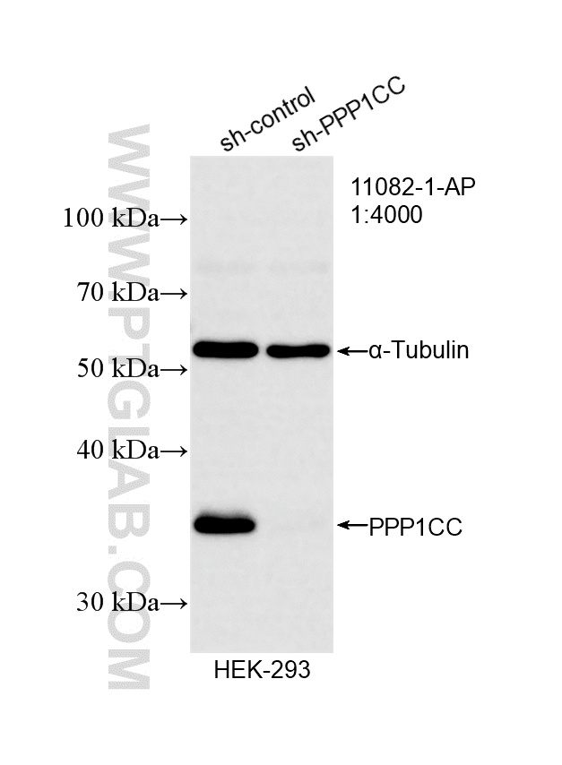WB result of PPP1CC antibody (11082-1-AP; 1:4000; incubated at room temperature for 1.5 hours) with sh-Control and sh-PPP1CC transfected HEK-293 cells. WB analysis of HEK-293 using 11082-1-AP