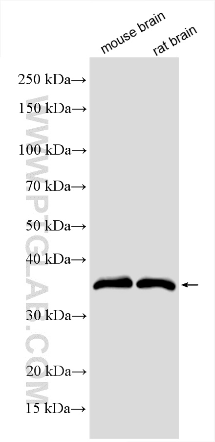 WB analysis using 55150-1-AP