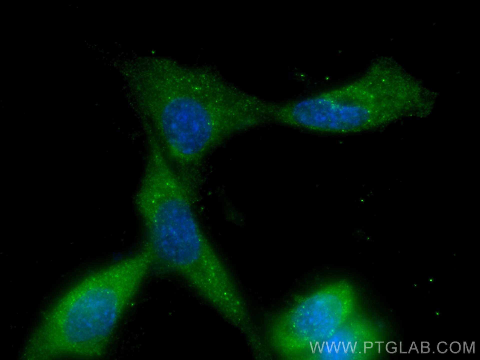 IF Staining of C2C12 using 68122-1-Ig