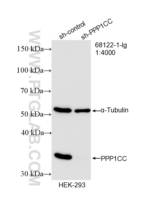 WB result of PPP1CC antibody (68122-1-Ig; 1:4000; incubated at room temperature for 1.5 hours) with sh-Control and sh-PPP1CC transfected HEK-293 cells. WB analysis of HEK-293 using 68122-1-Ig
