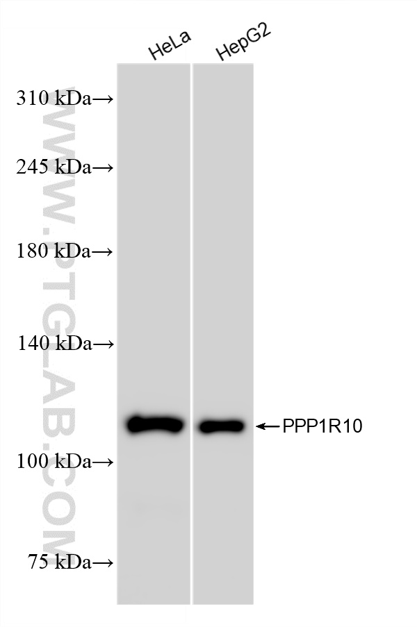WB analysis using 86888-1-RR (same clone as 86888-1-PBS)