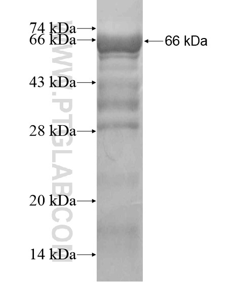 PPP1R10 fusion protein Ag20091 SDS-PAGE