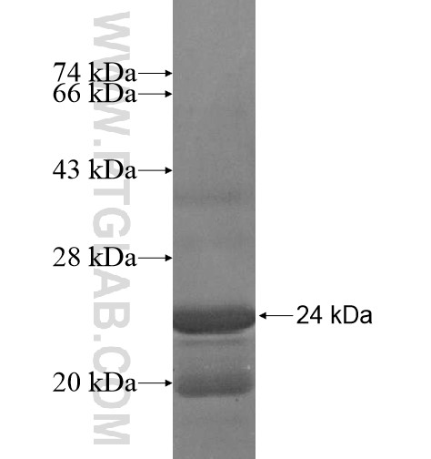 PPP1R11 fusion protein Ag15863 SDS-PAGE