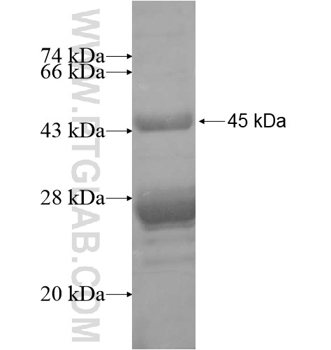 PPP1R14D fusion protein Ag15794 SDS-PAGE PPP1R14D fusion protein Ag15794 SDS-PAGE