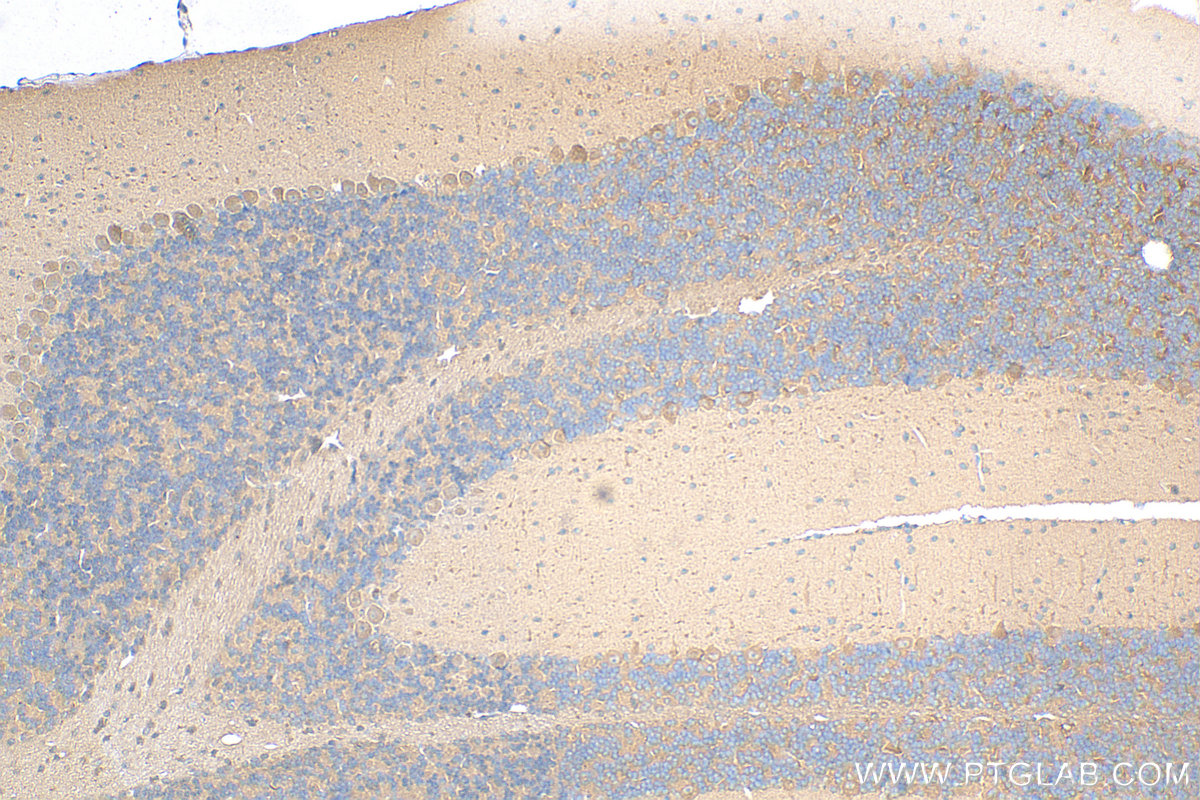 IHC staining of mouse cerebellum using 14634-1-AP