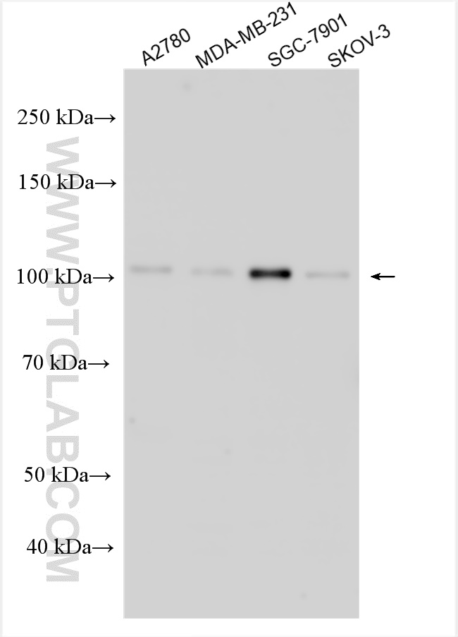 WB analysis using 14634-1-AP