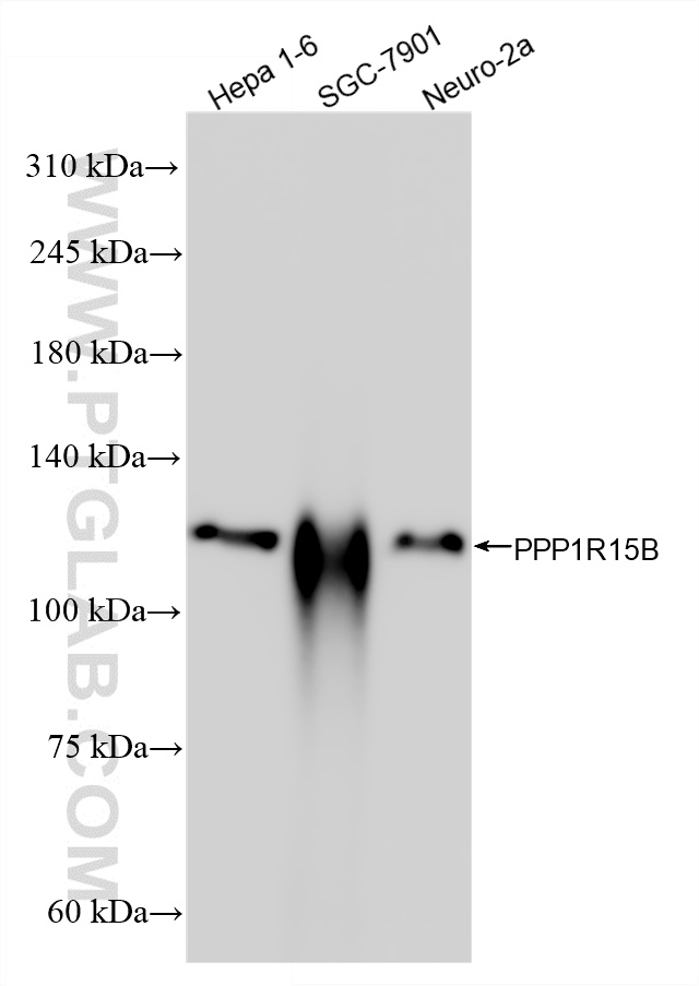 WB analysis using 83016-6-RR