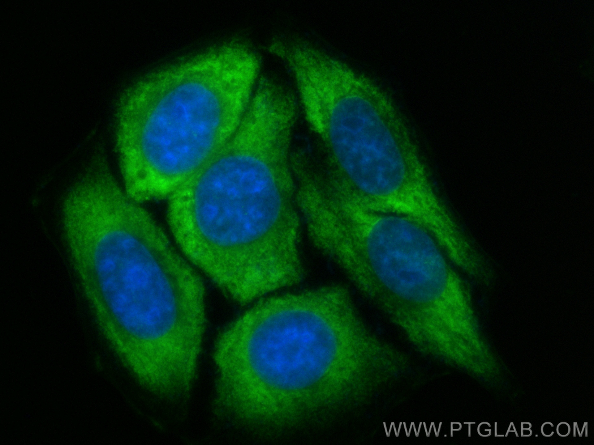 IF Staining of HepG2 using CL488-83016-6