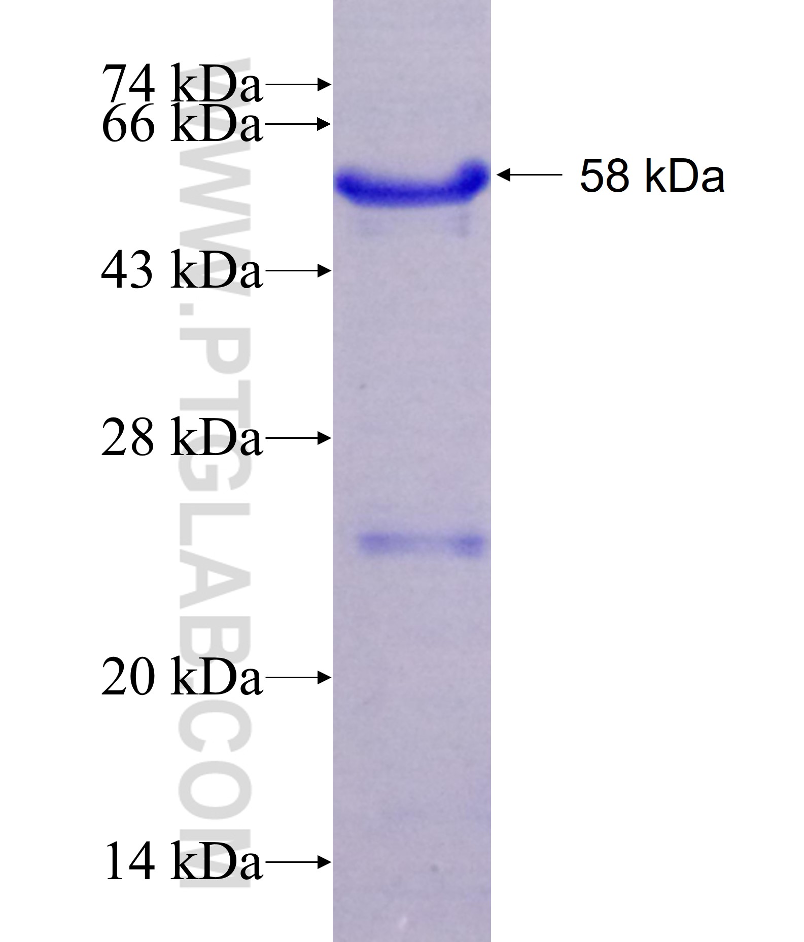 PPP1R15B;CReP fusion protein Ag6343 SDS-PAGE