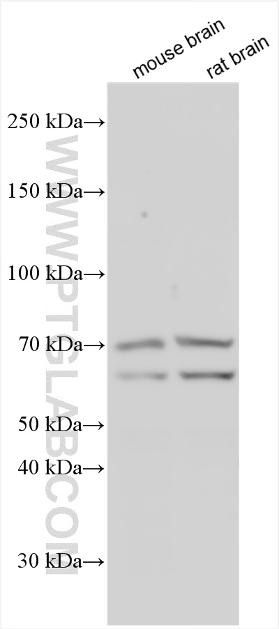 WB analysis using 25357-1-AP