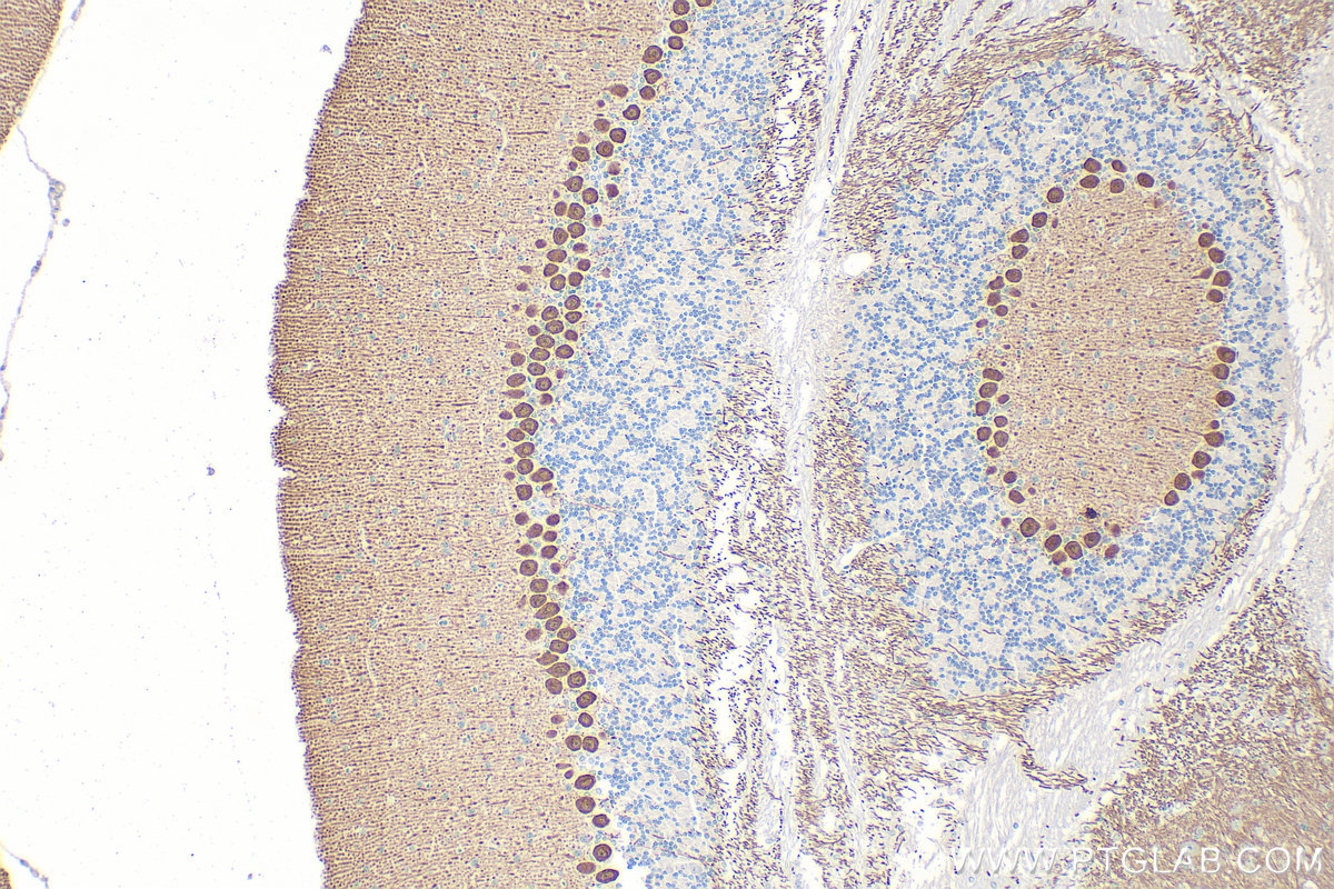 Immunohistochemical analysis of paraffin-embedded mouse cerebellum tissue slide using 27976-1-AP (PPP1R17 antibody) at dilution of 1:200 (under 10x lens). Heat mediated antigen retrieval with Tris-EDTA buffer (pH 9.0). IHC staining of mouse cerebellum using 27976-1-AP
