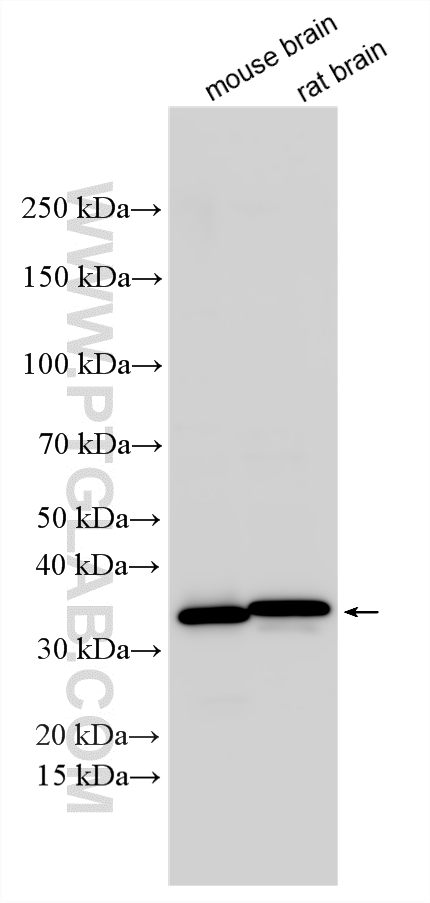 Various lysates were subjected to SDS PAGE followed by western blot with 10748-1-AP (DARPP32 antibody) at dilution of 1:2000 incubated at room temperature for 1.5 hours. WB analysis using 10748-1-AP