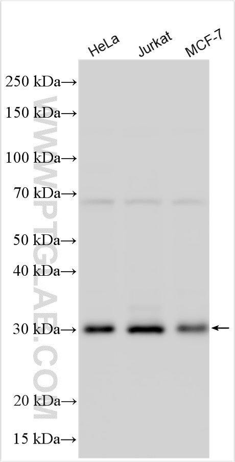 WB analysis using 10516-1-AP