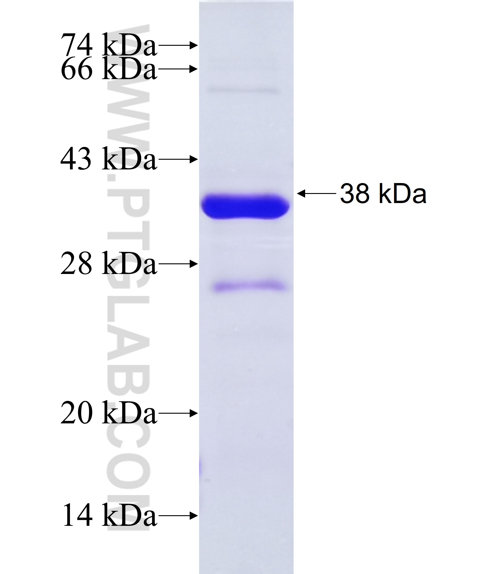PPP1R2 fusion protein Ag37179 SDS-PAGE PPP1R2 fusion protein Ag37179 SDS-PAGE