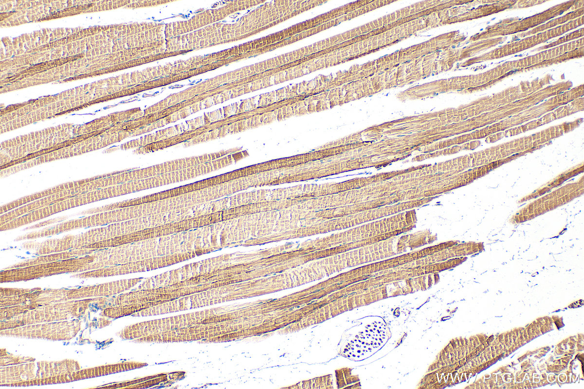 IHC staining of mouse skeletal muscle using 27285-1-AP